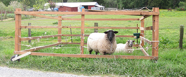 Sheep in pen